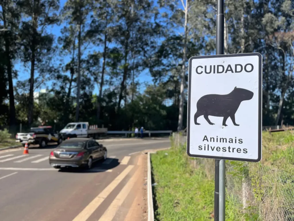 Debetran reforça sinalização sobre animais silvestres debetran animais silvestres