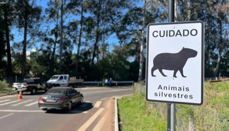 debetran animais silvestres