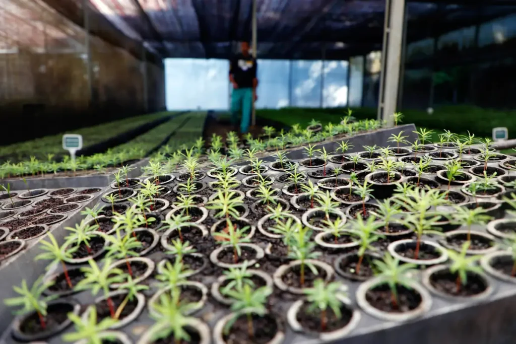 Paraná distribui 21 mil mudas nativas no Dia da Árvore mudas de árvores