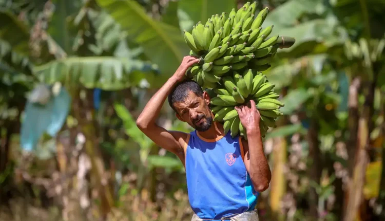 segurança alimentar