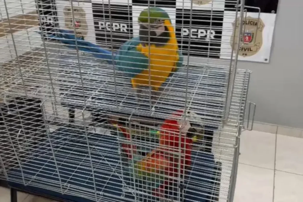 arara