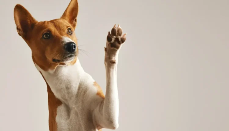cachorro