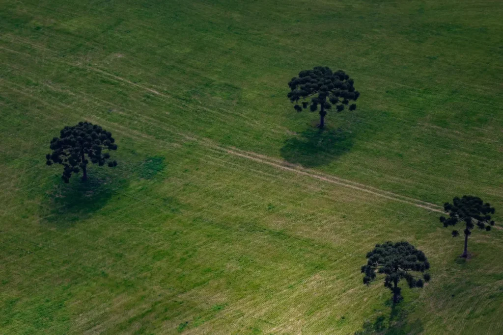 TRF4 confirma aplicação do Código Florestal no Paraná campo com araucárias