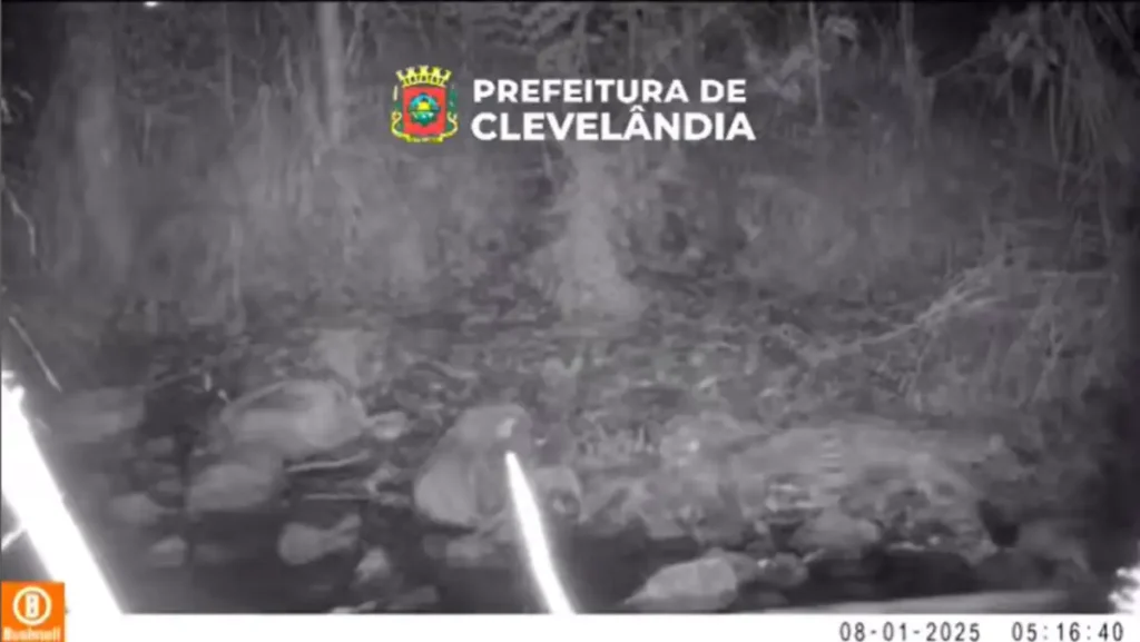 Fauna do Parque Mozart Rocha Loures é monitorada por câmeras clevelândia