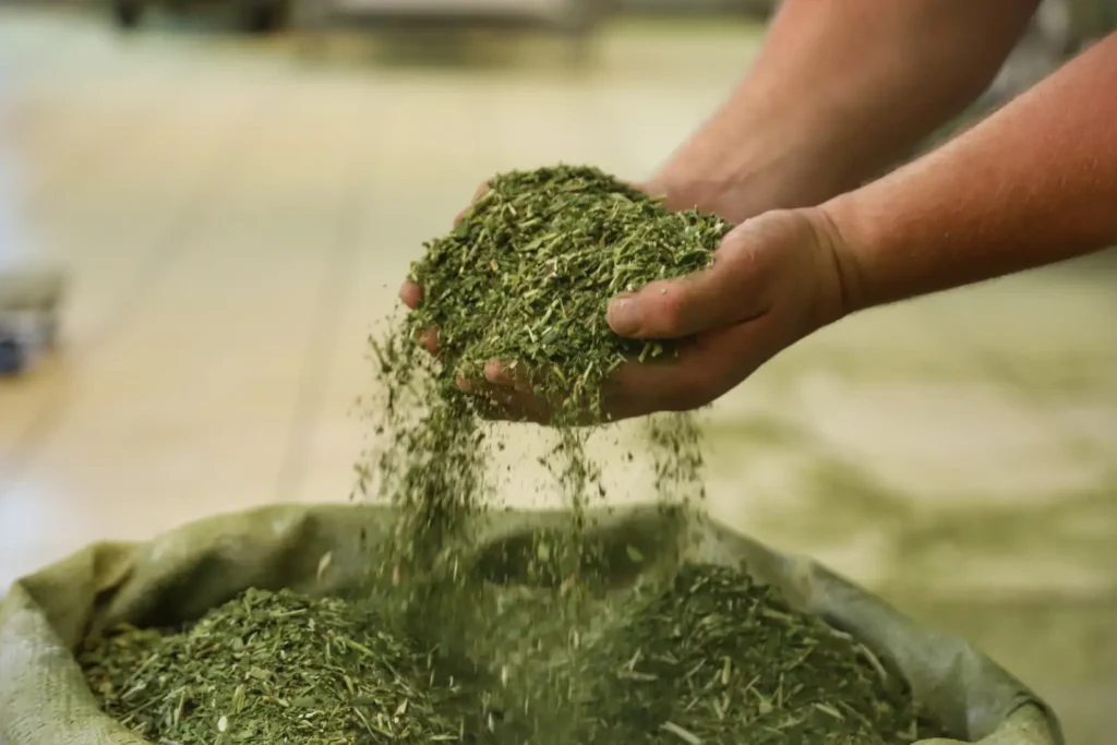 Paraná lidera produção nacional de erva-mate erva mate