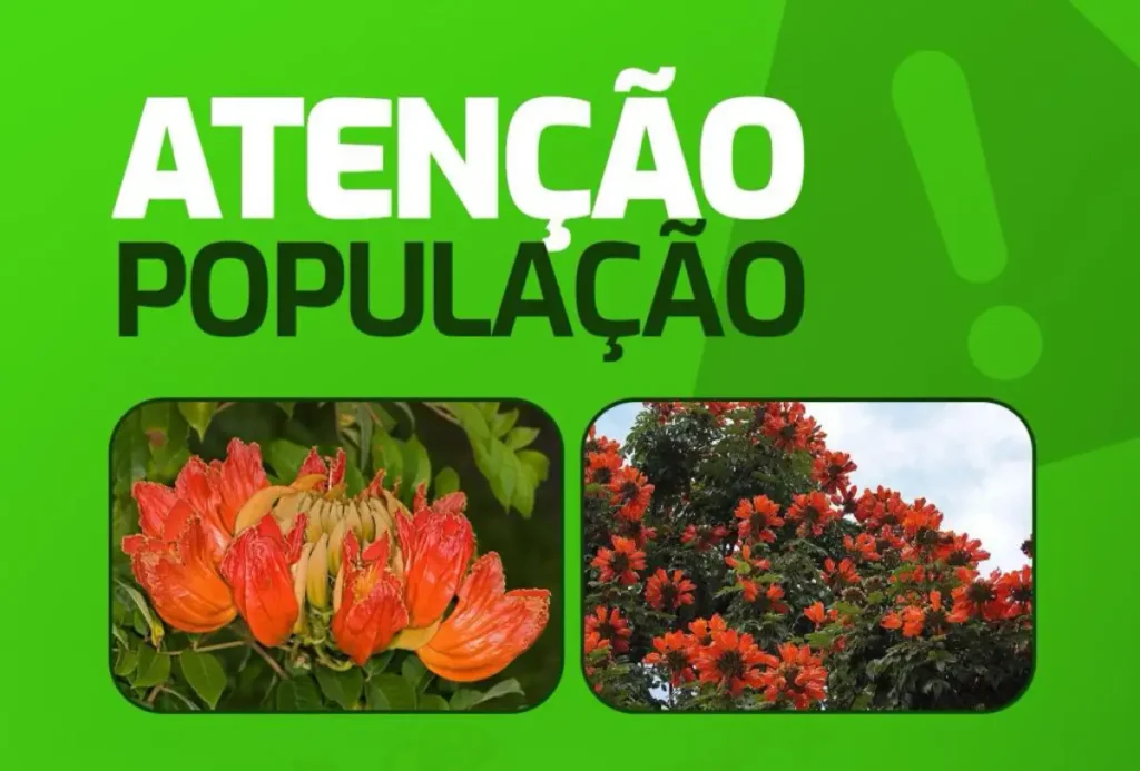 Pato Branco alerta sobre planta tóxica que mata abelhas e beija-flores meio ambiente