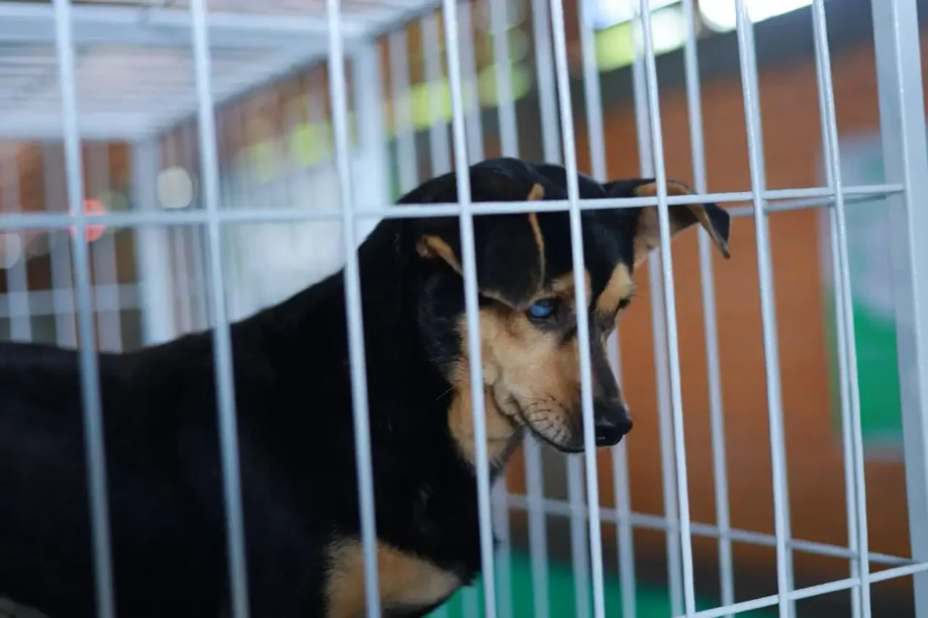 96 pets ganham novos lares na feira de adoção da Expopato adoção pets expopato