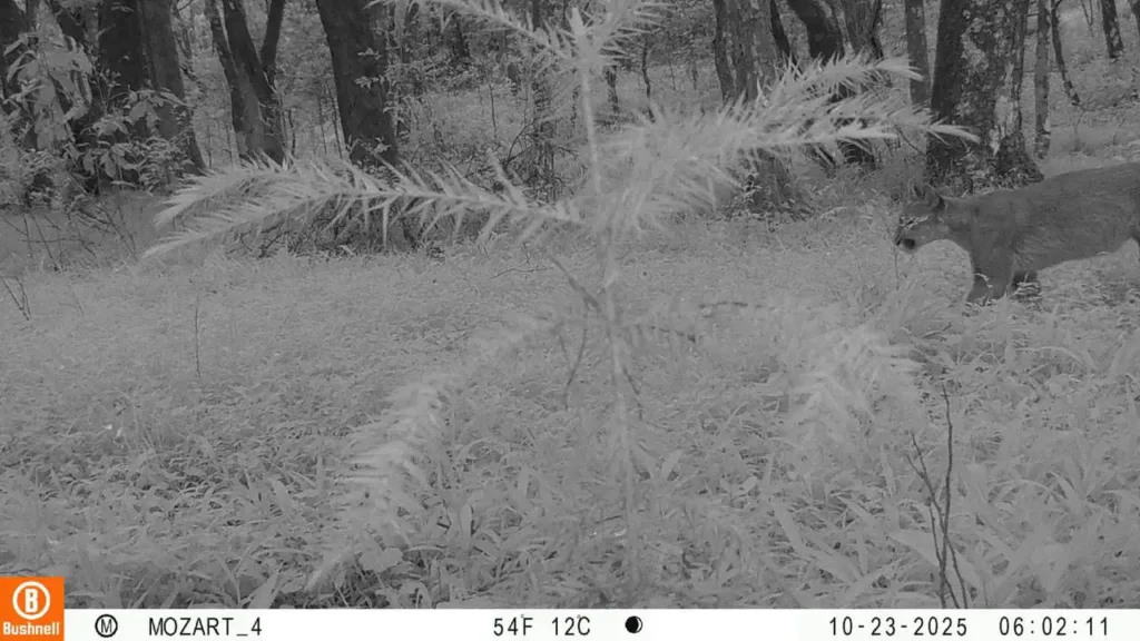 parque mozart rocha loures onça