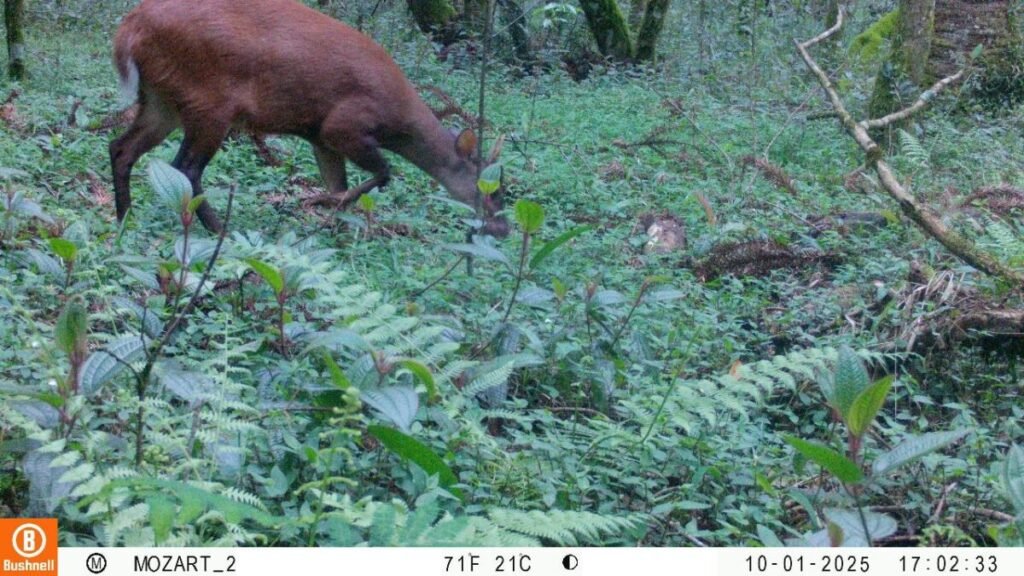 parque mozart rocha loures veado