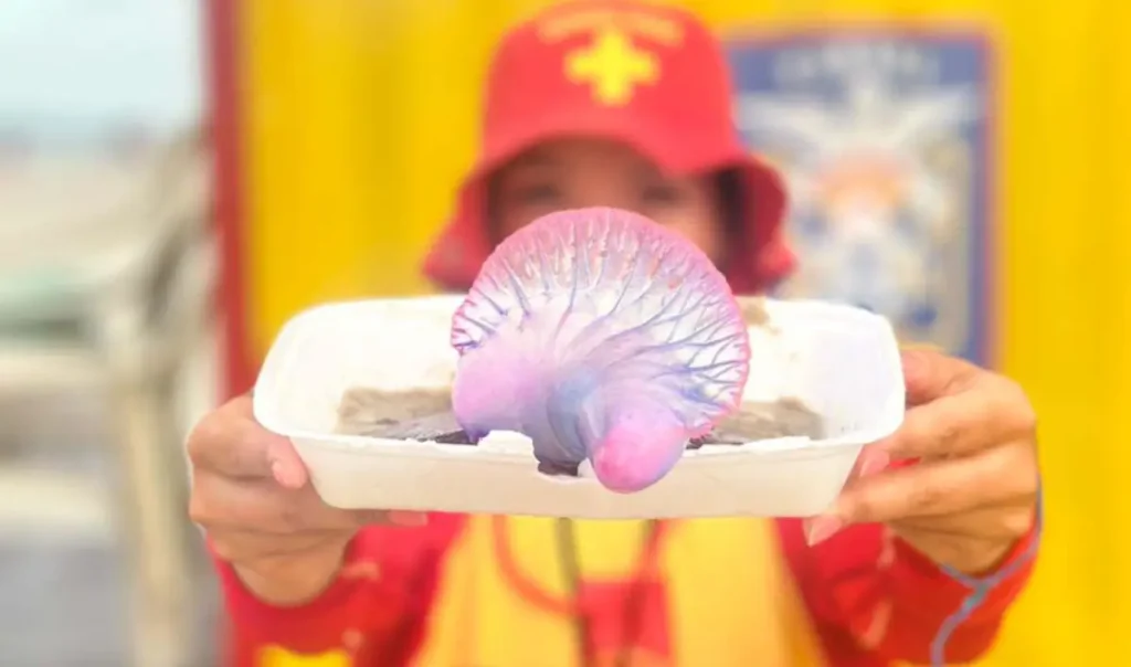 Bombeiros alertam para queimaduras por água-viva no Litoral bombeiros paraná água viva