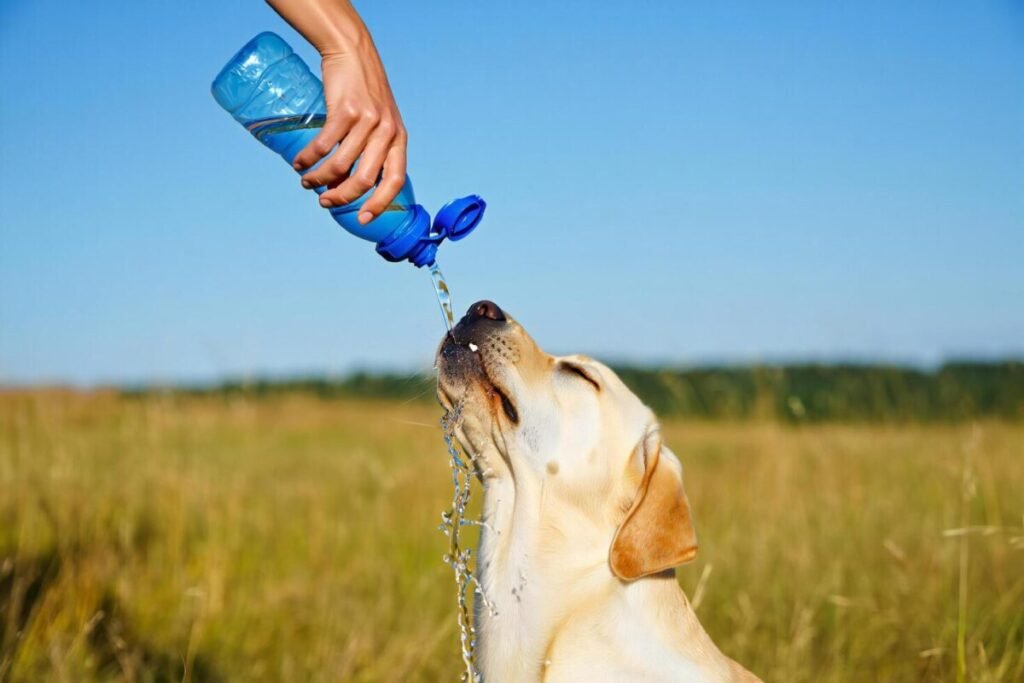 cachorro fundo com sede labrador retriever cachorro bebendo agua ao ar livre a partir de garrafa dentro verao campo