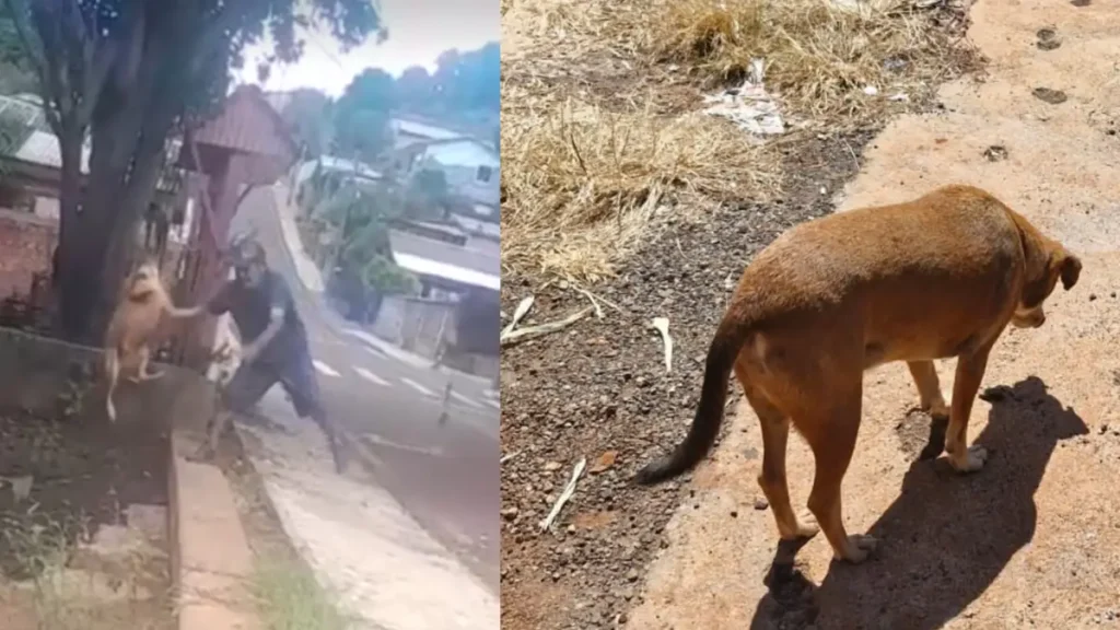 cachorro jogado em riacho pb
