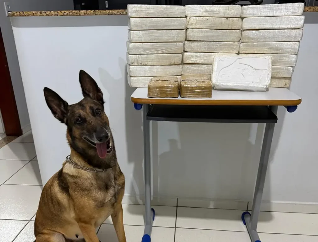 BPRV vitorino K9 drogas