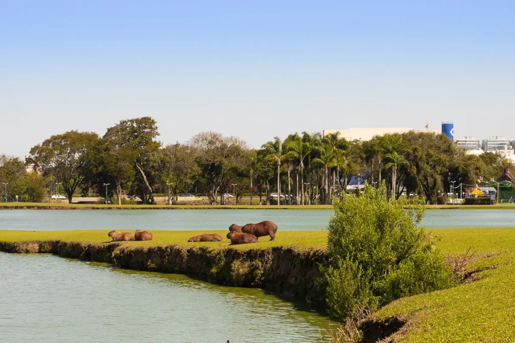 capivaras parque barigui curitiba