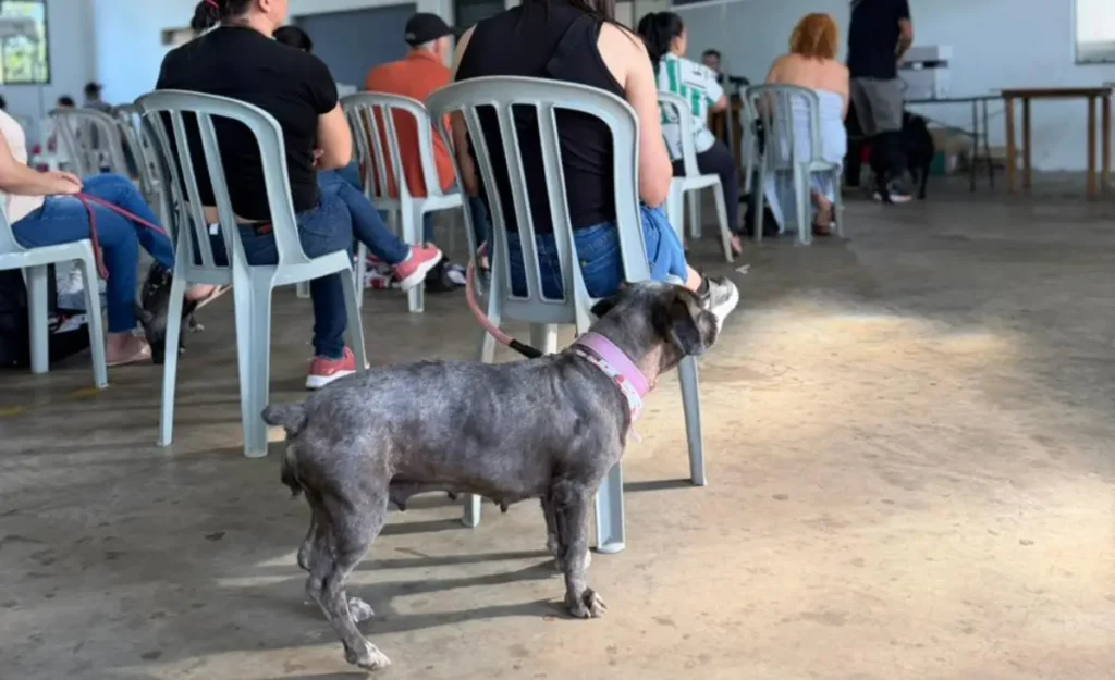 castra + paraná 2 Beltrão