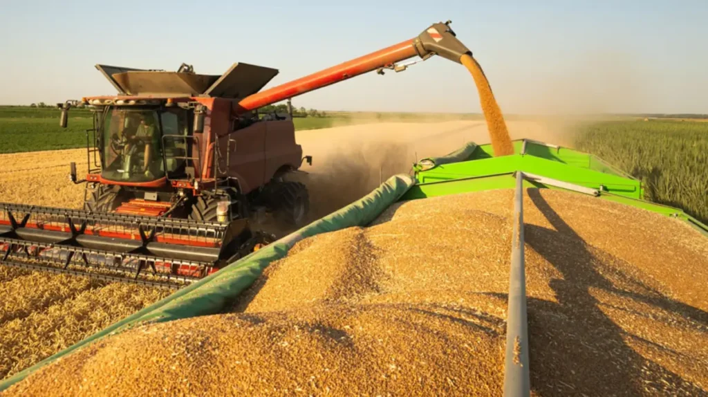 colheita de milho