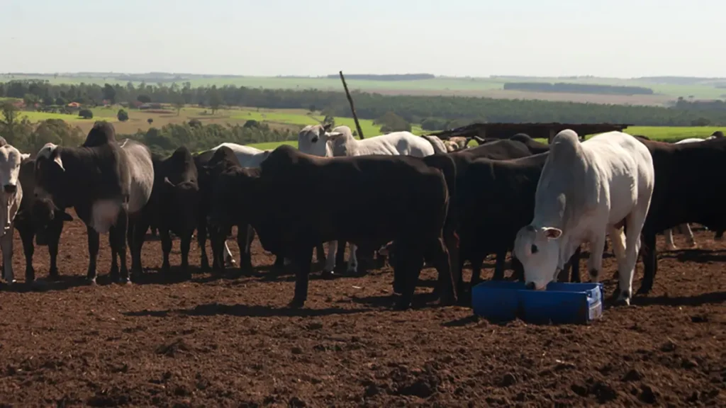 fado de corte pecuária