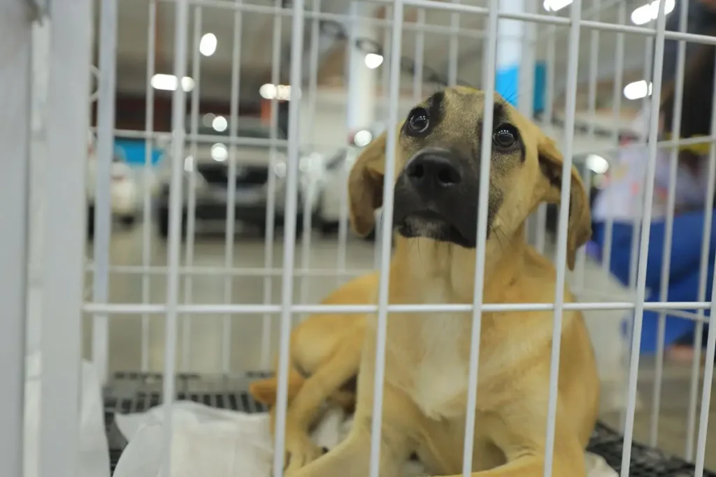 pet adoção pato branco