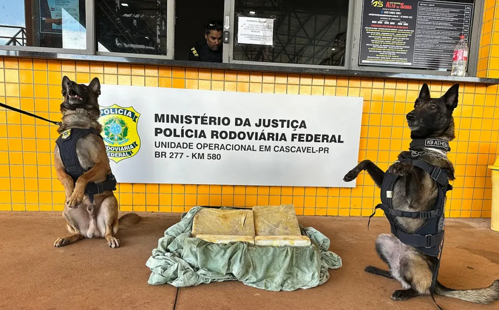 caes farejadores drogas