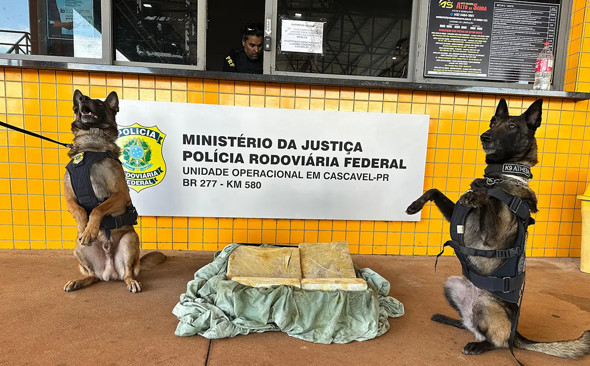 caes farejadores drogas