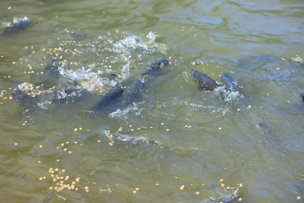 peixes parque vitório piassa
