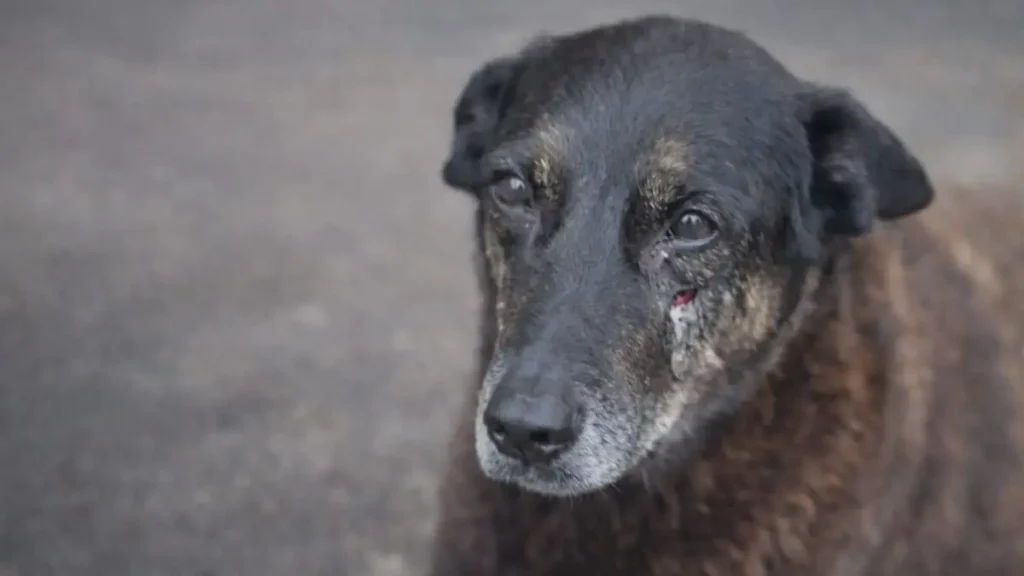 Cão Orelha