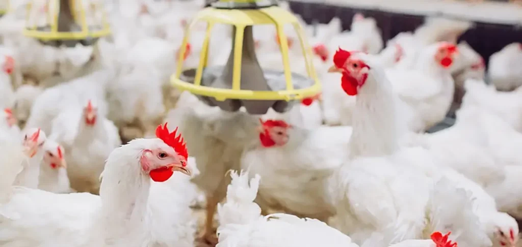 frango avicultura