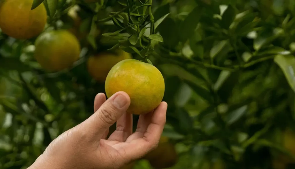laranja