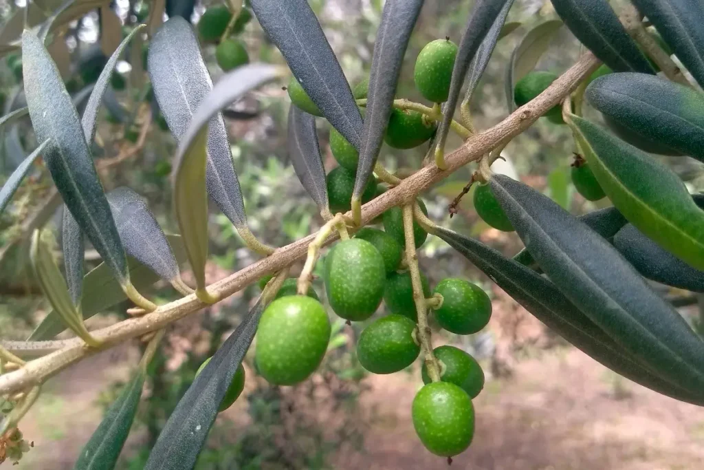 oliveira