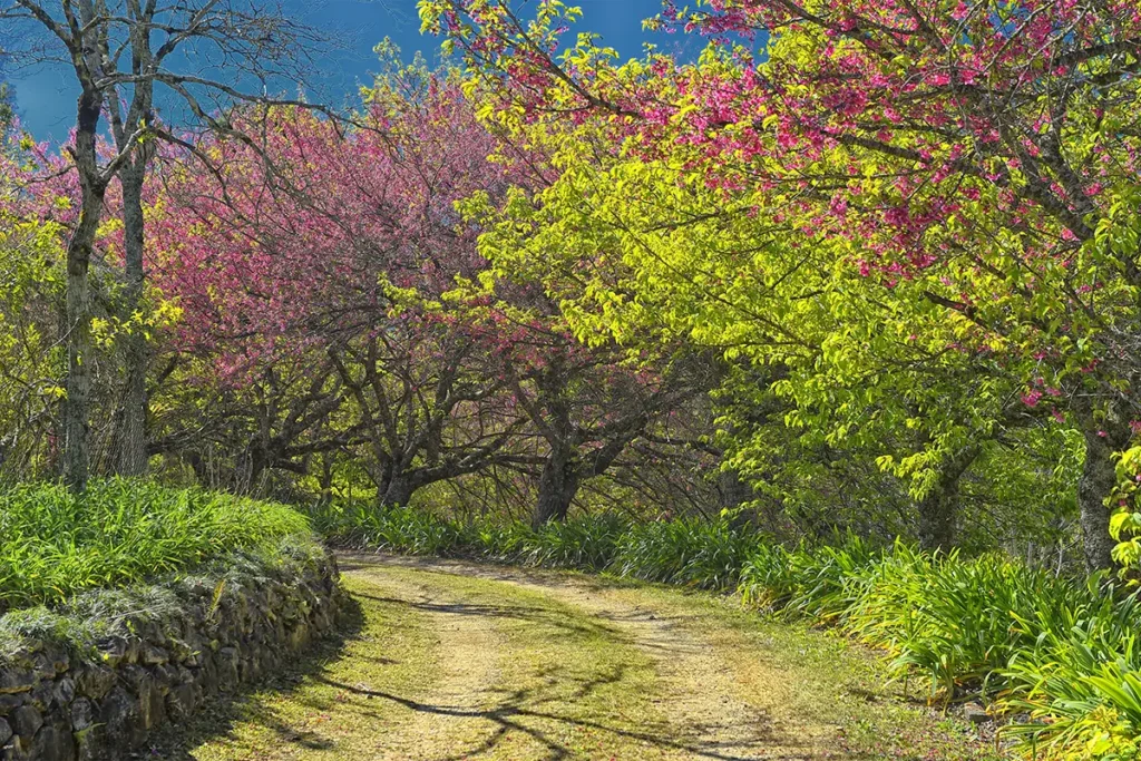 estrada rural com arvores