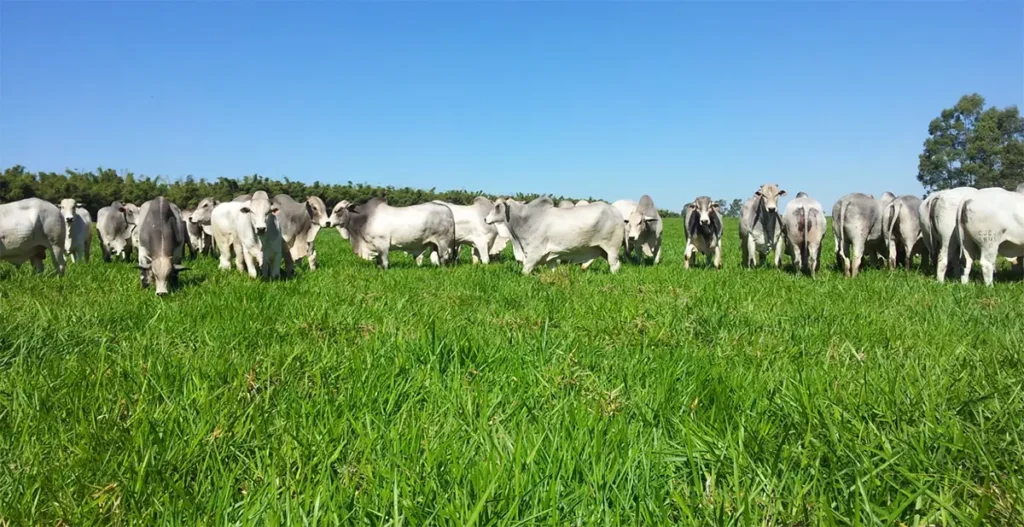 gado pasto
