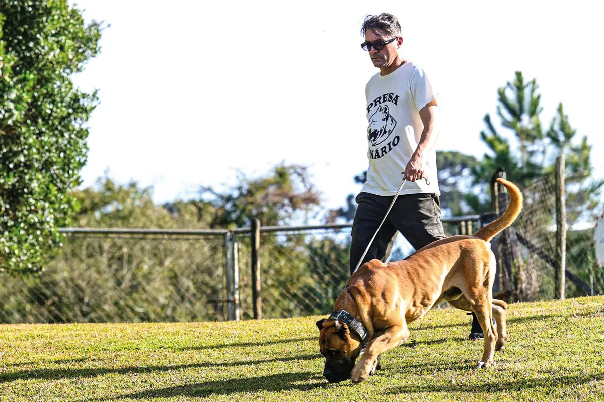 Animais reforçam segurança rural, mas exigem manejo responsável