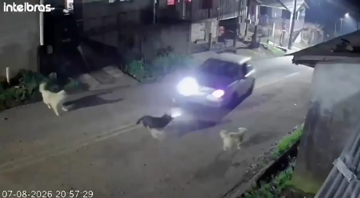 Homem é indiciado por morte de cão comunitário em Palmas