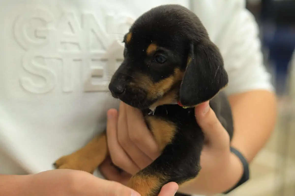 Feira em Pato Branco garante adoção de 33 cães e gatos