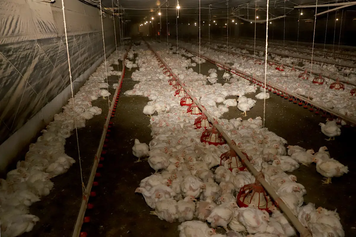 VBP agropecuário do Paraná bate recorde e chega a R$ 213 bilhões em 2025