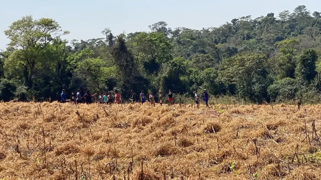 invasão terra roxa