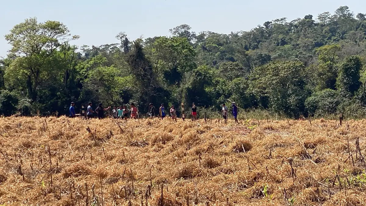 invasão terra roxa