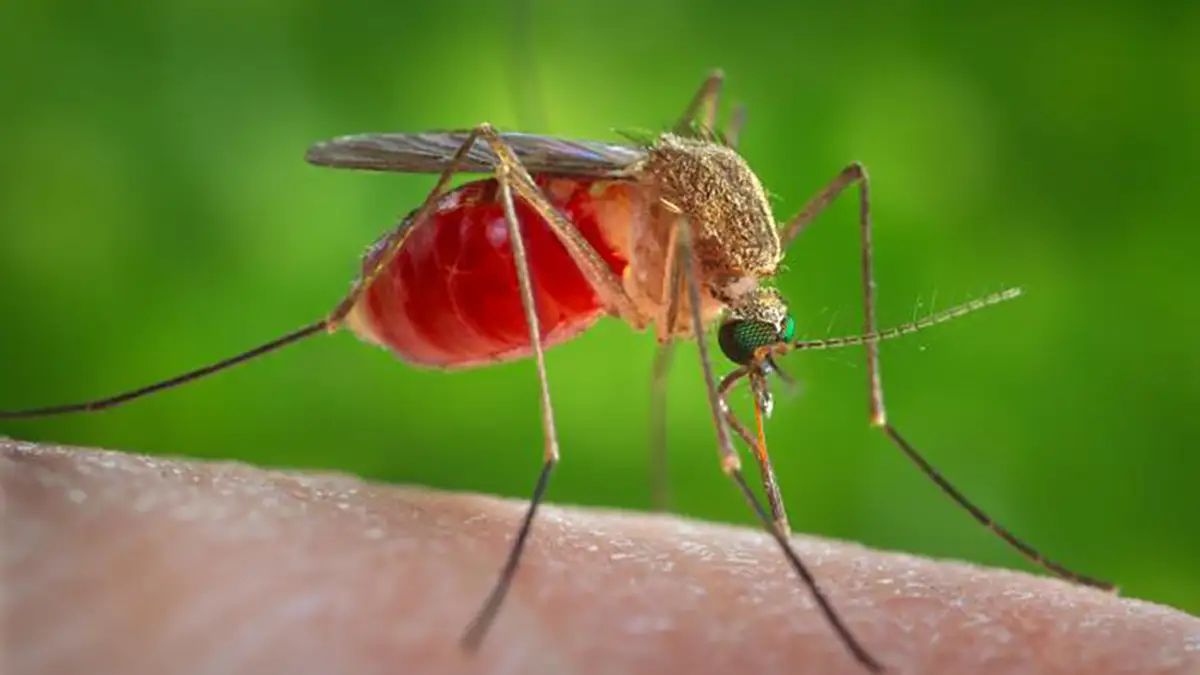 Febre do Nilo acende alerta após casos em São Paulo e Santa Catarina