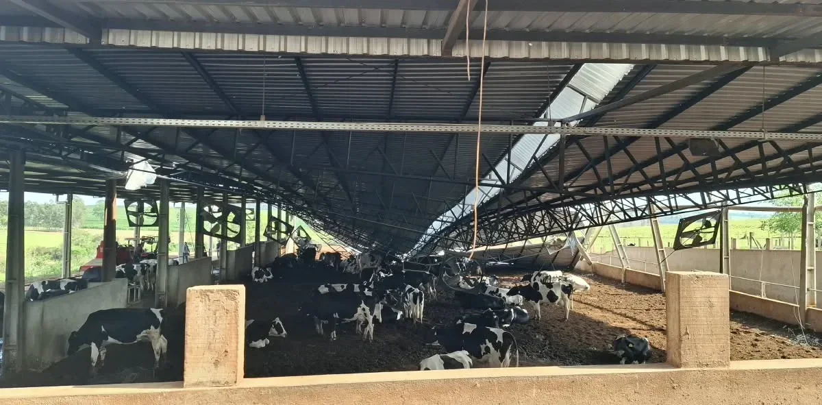 confinamento gado temporal