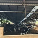 confinamento gado temporal