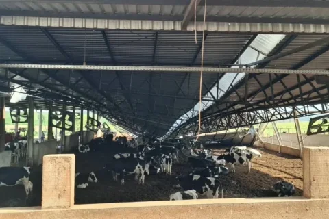 confinamento gado temporal