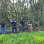 iat fiscalização desmatamento