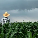 agricultor lavoura