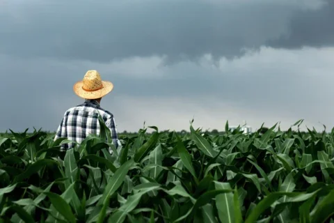 agricultor lavoura