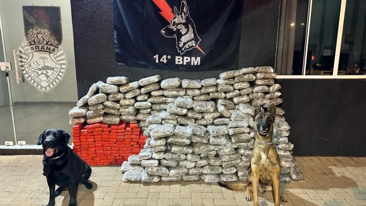 apreensão maconha
