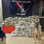 apreensão maconha