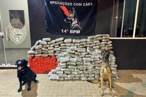 apreensão maconha