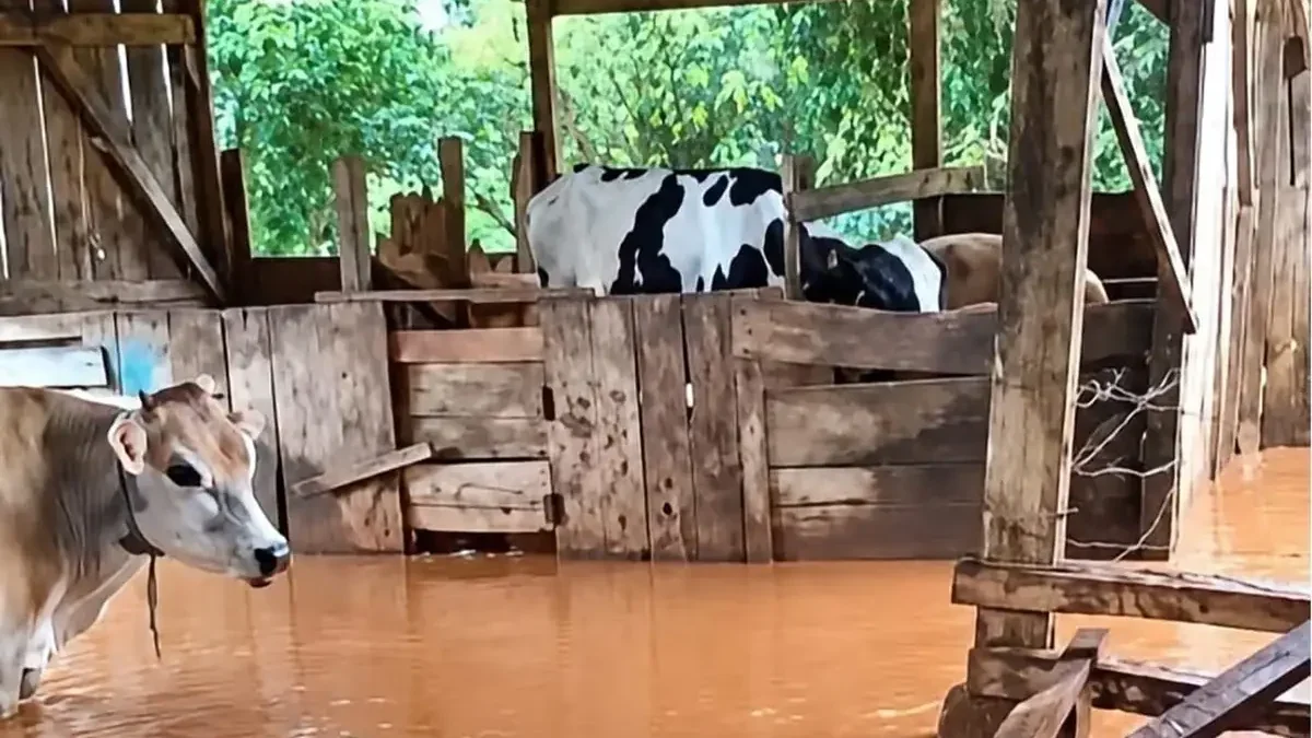 gado alagamento capanema