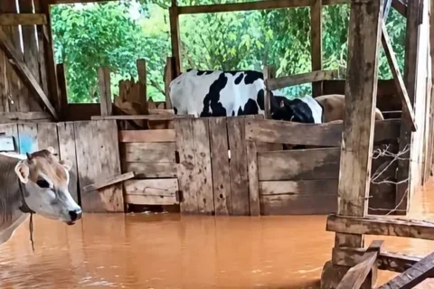gado alagamento capanema