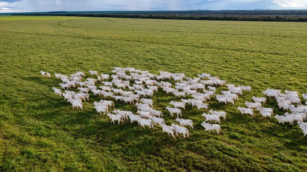 gado no campo